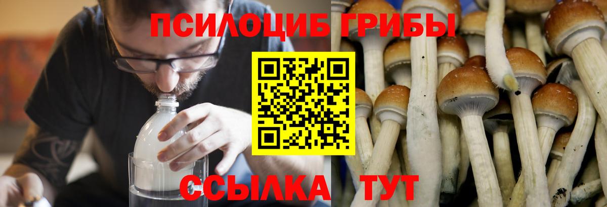 Галлюциногенные грибы Psilocybe  Вход с VPN  Куйбышев 